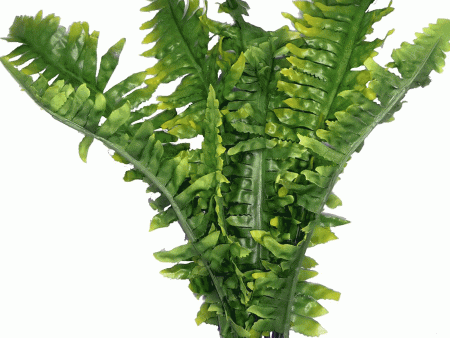 Komodo Boston Fern Small 25cm Online